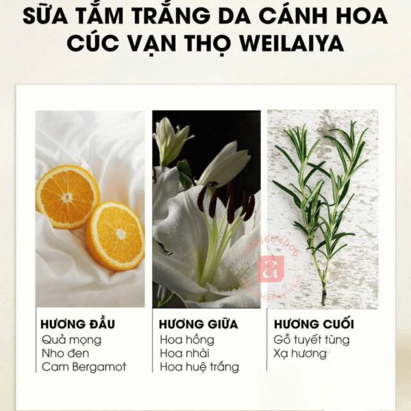 Sữa tắm trắng da cánh hoa cúc vạn thọ Weilaiya 450ml (7)
